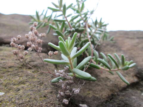 Image of White Stonecrop