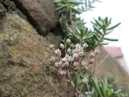 Image of White Stonecrop