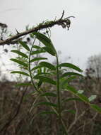 Image of lentil vetch