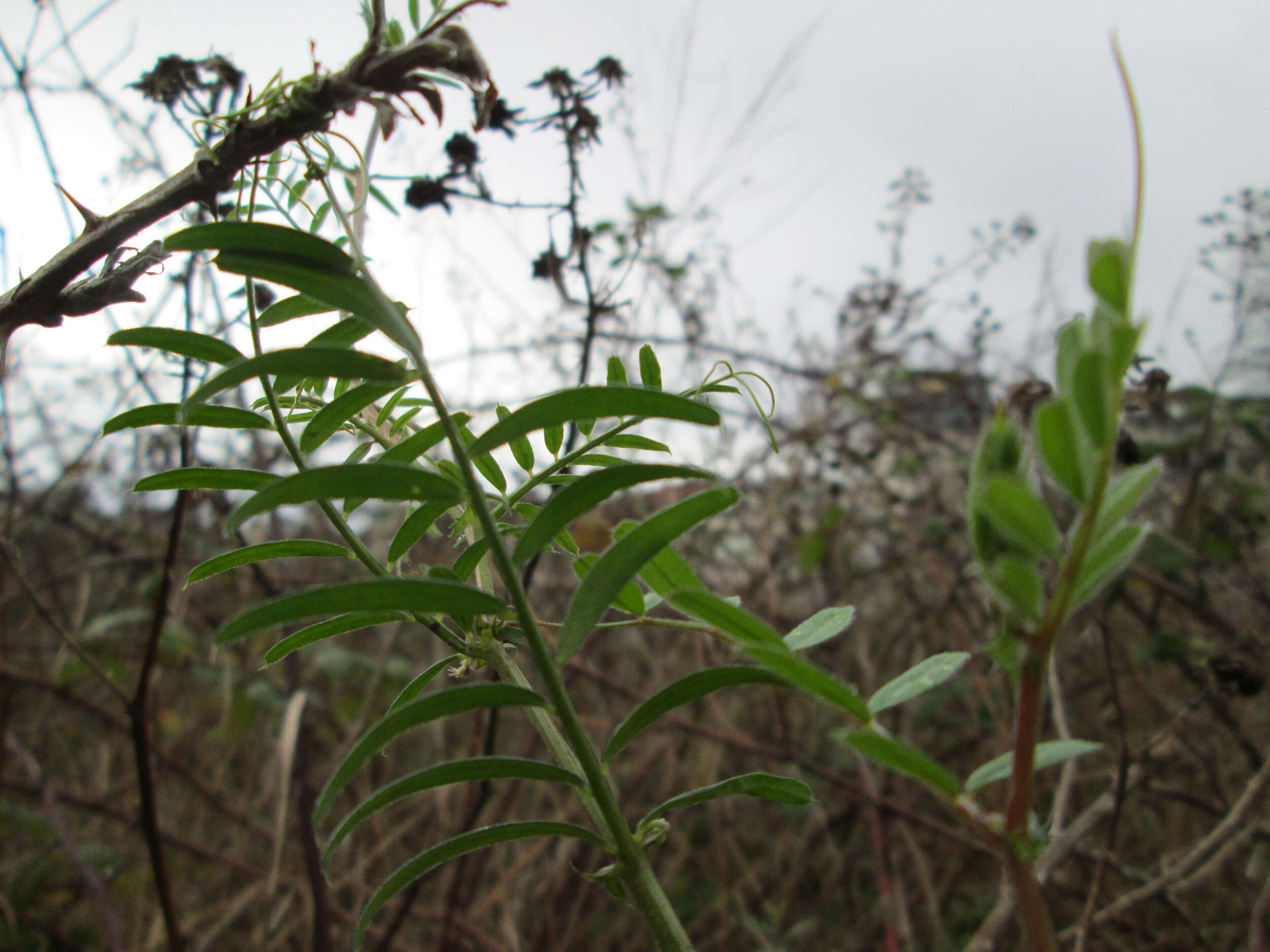 Image of lentil vetch