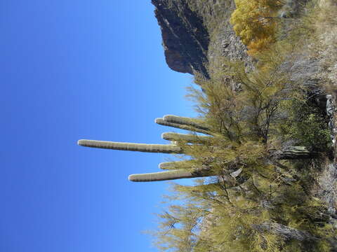 Image of saguaro