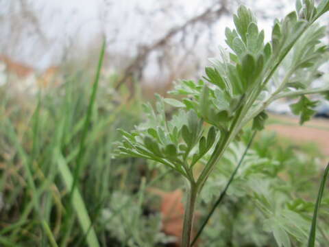 Image of absinthium