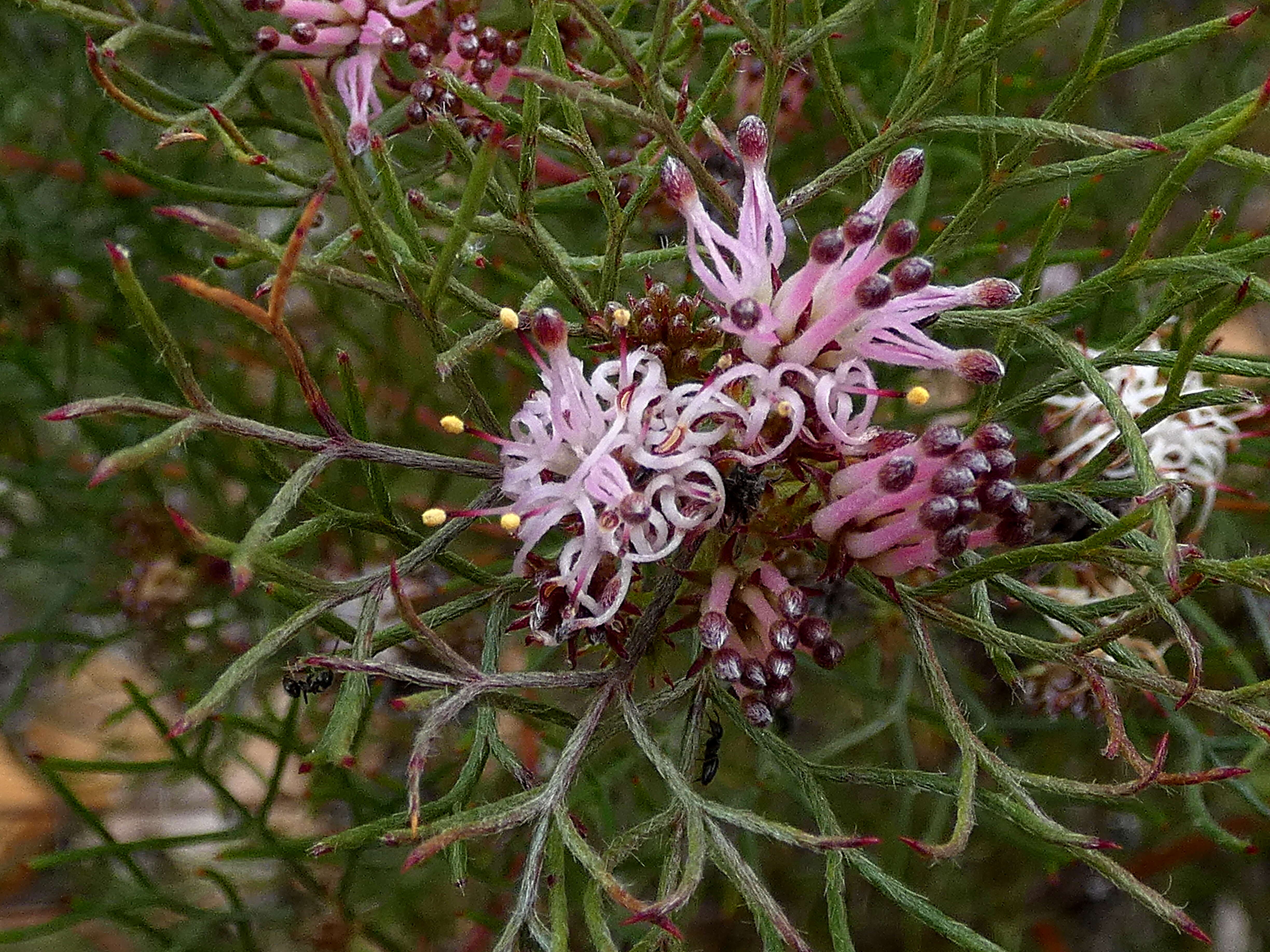 Image of Common pin spiderhead