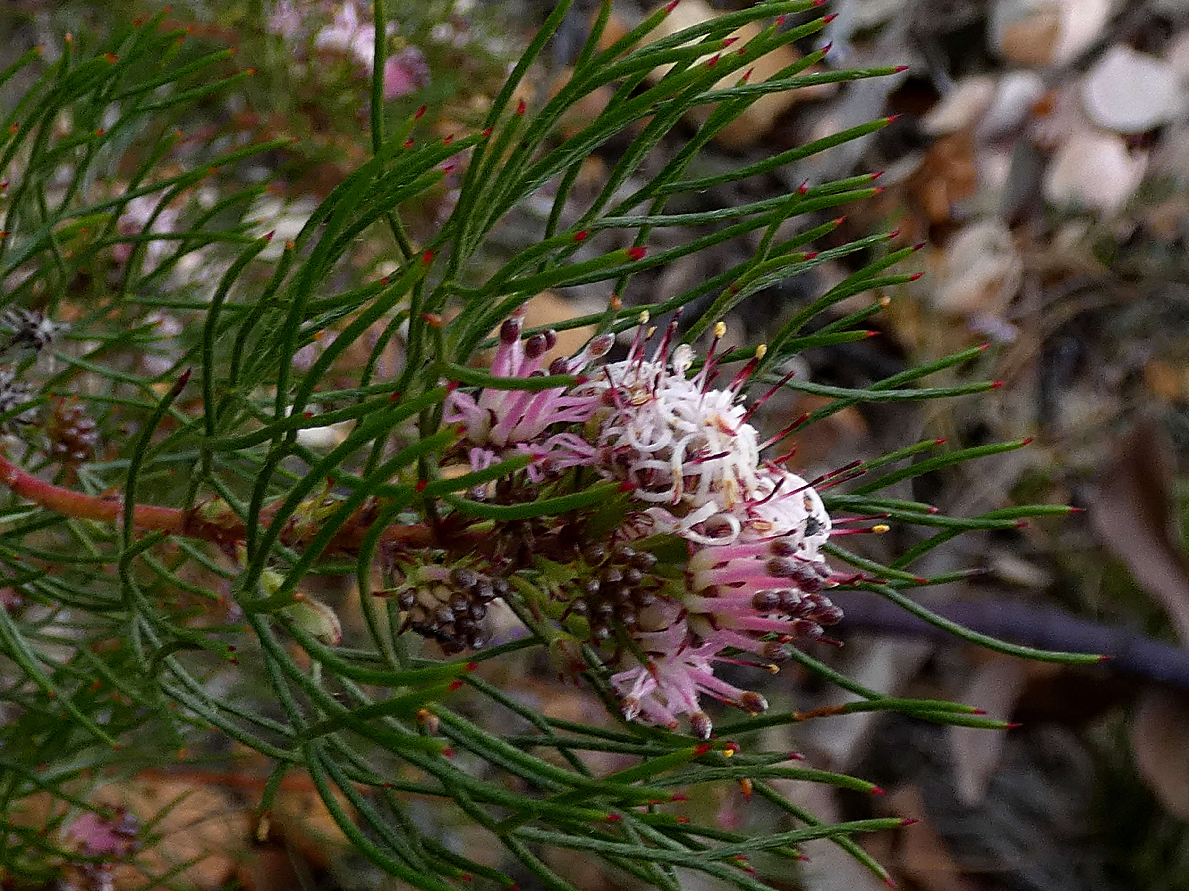 Image of Common pin spiderhead