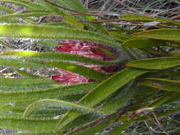 Image de Protea denticulata Rourke