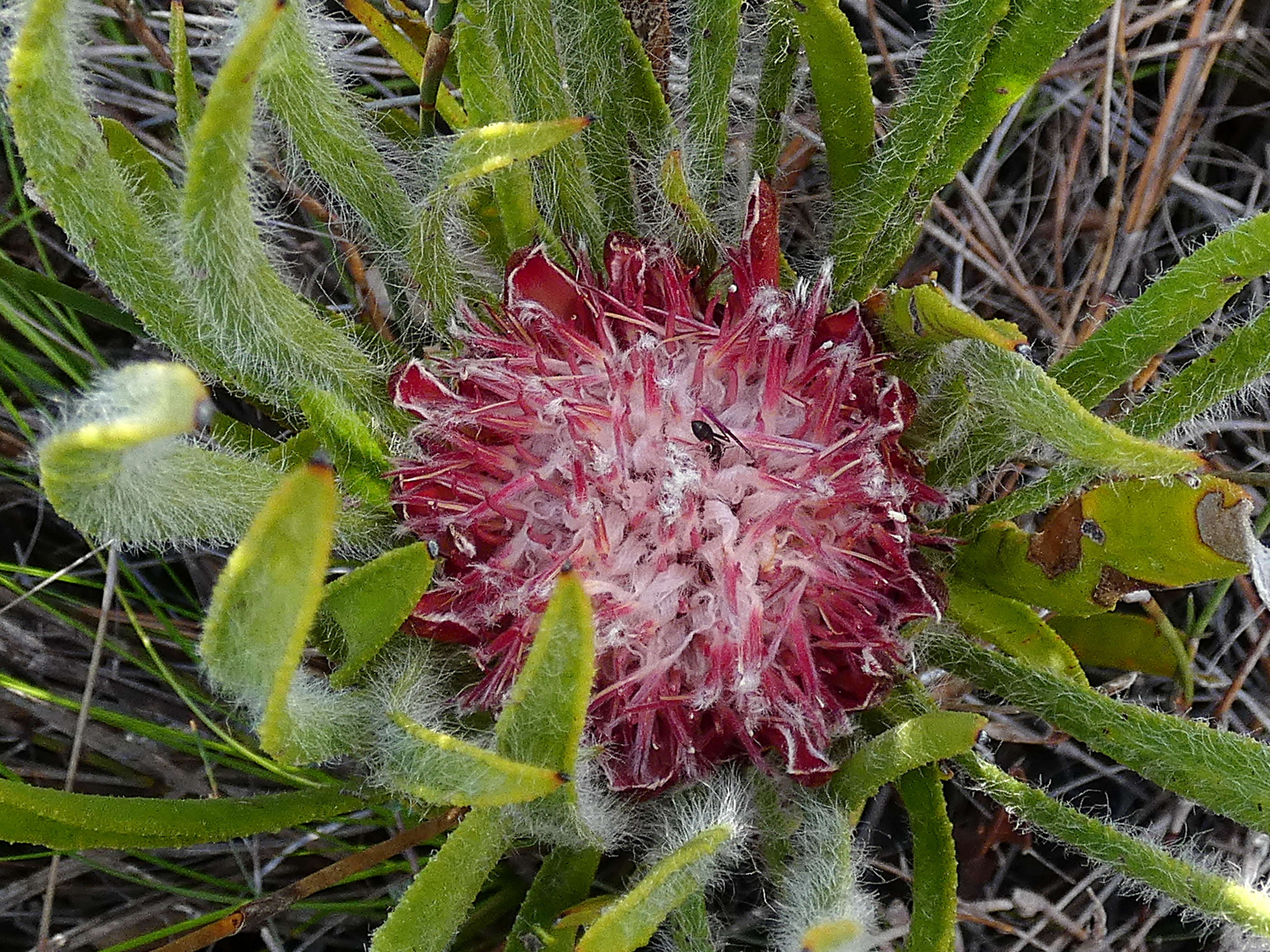 Image de Protea denticulata Rourke