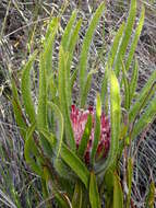 Image de Protea denticulata Rourke