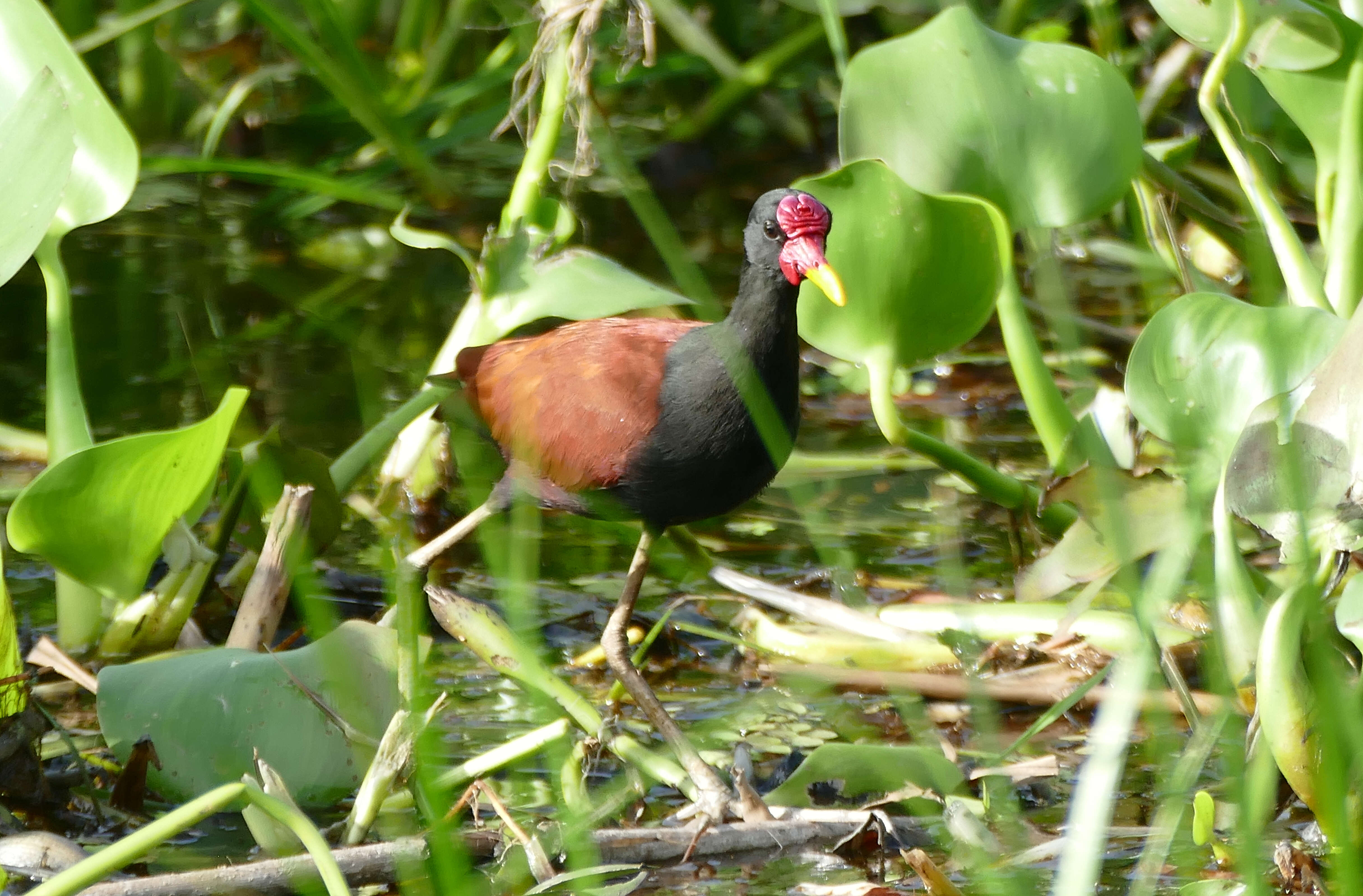 Image of Wattled Jacana