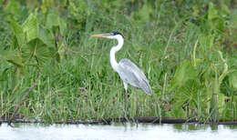 Image of Cocoi Heron