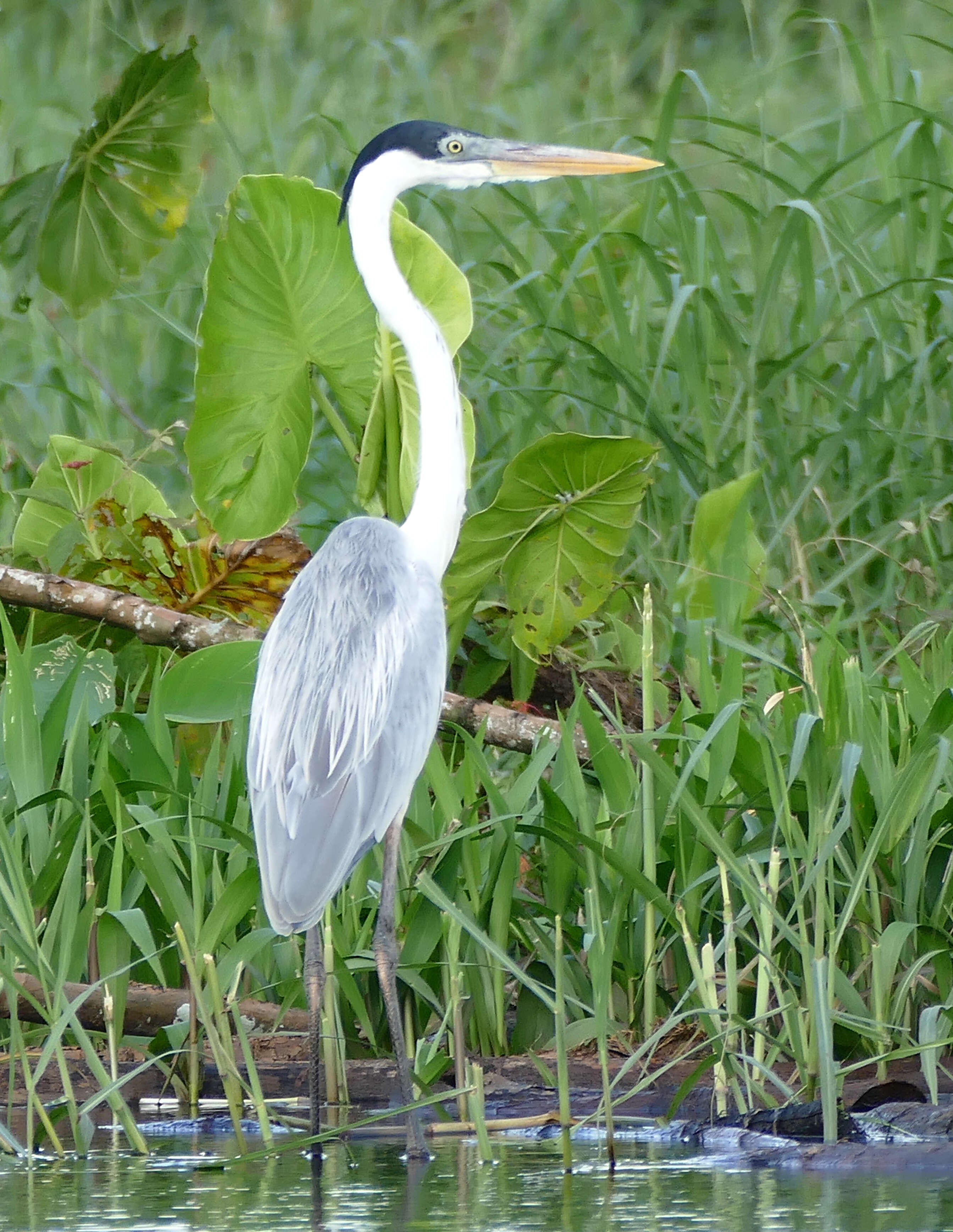 Image of Cocoi Heron