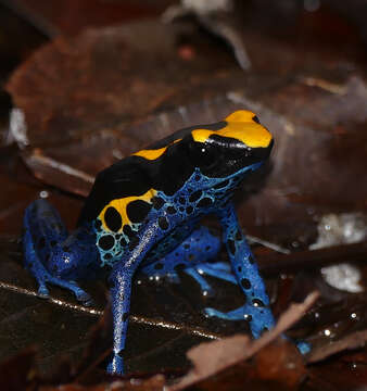 Image of Dyeing Poison Frog