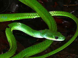 Image of Philodryas viridissima (Linnaeus 1758)