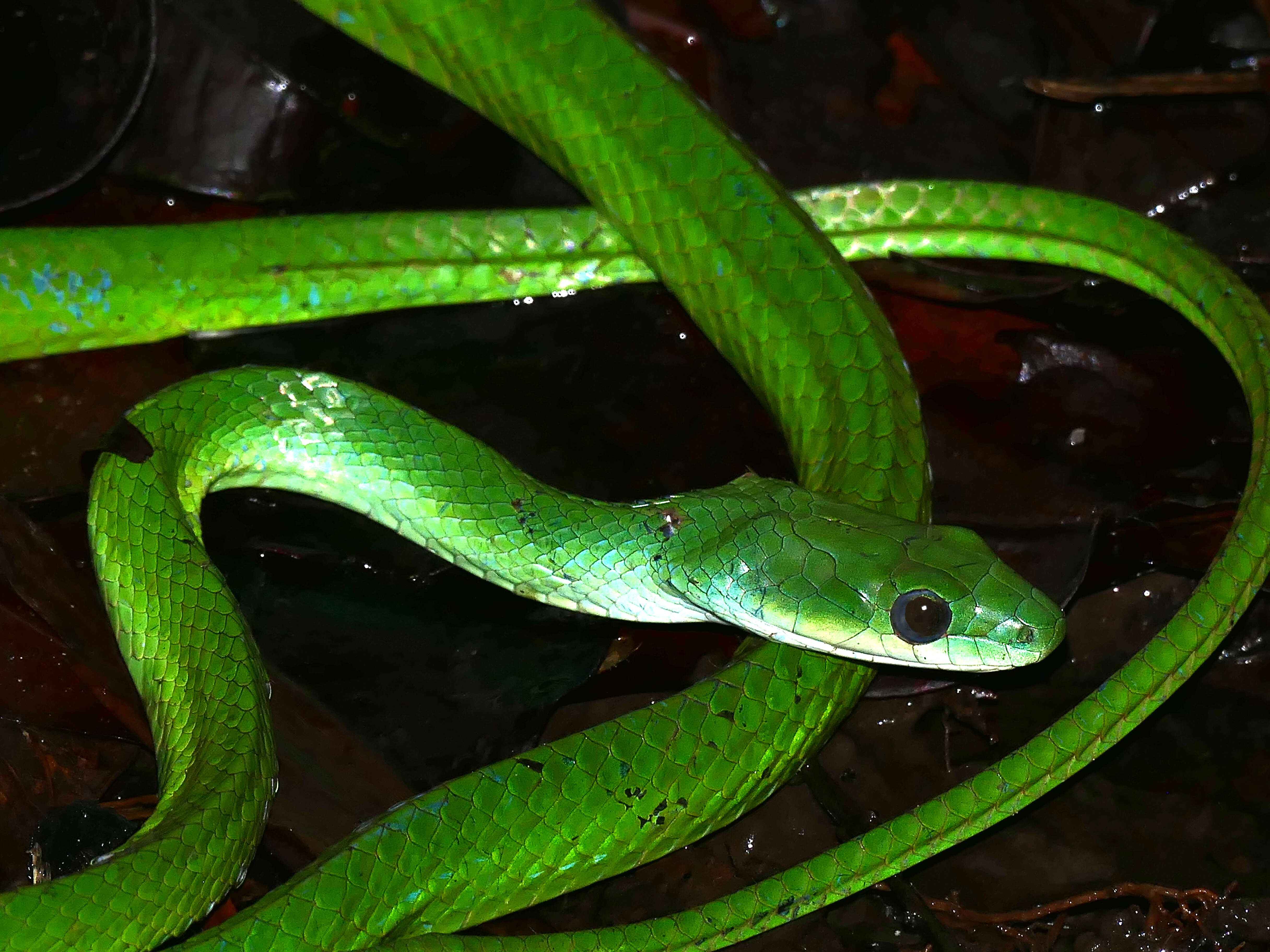 Image of Philodryas viridissima (Linnaeus 1758)