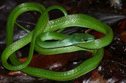 Image of Philodryas viridissima (Linnaeus 1758)