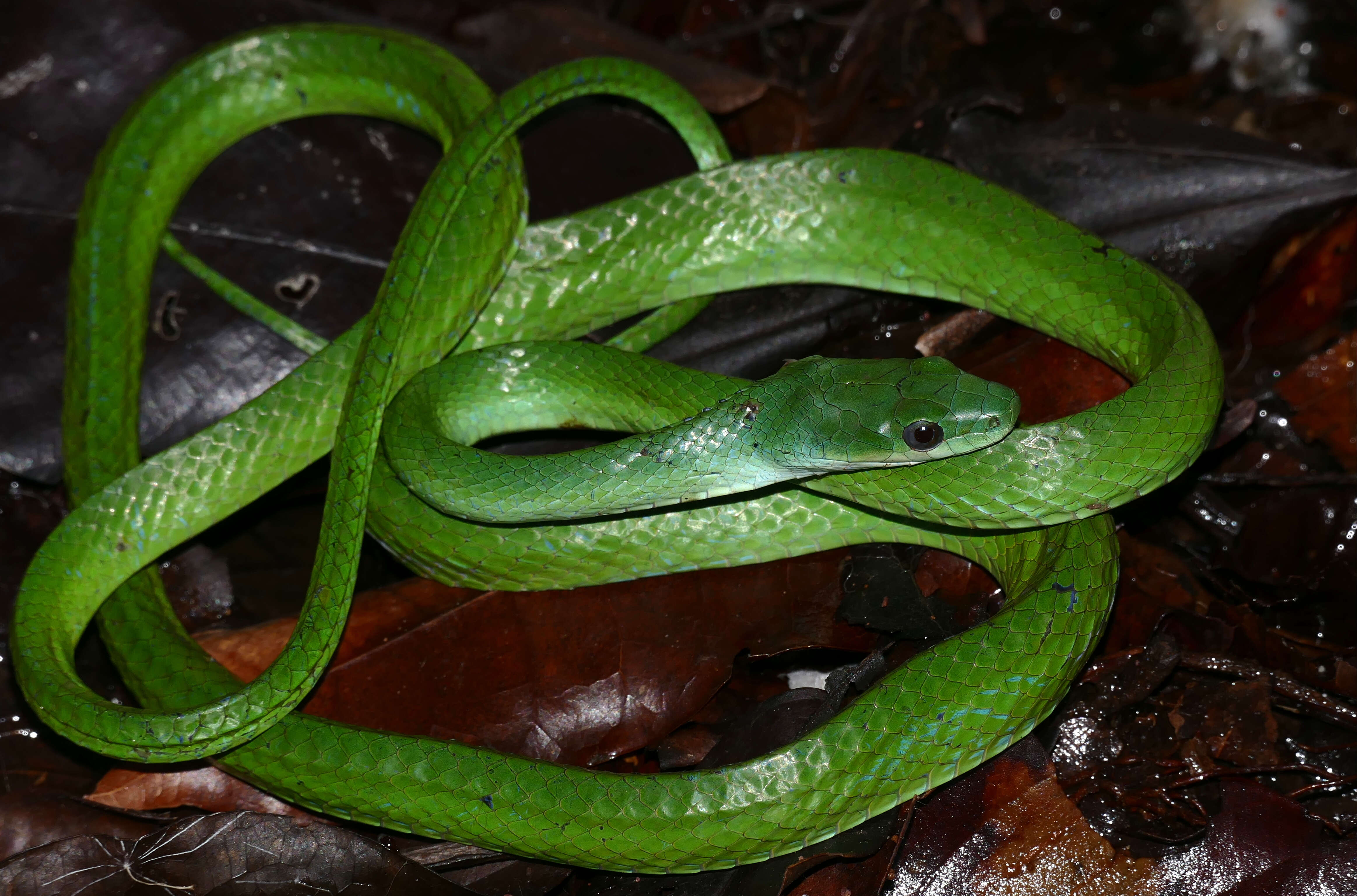 Image of Philodryas viridissima (Linnaeus 1758)