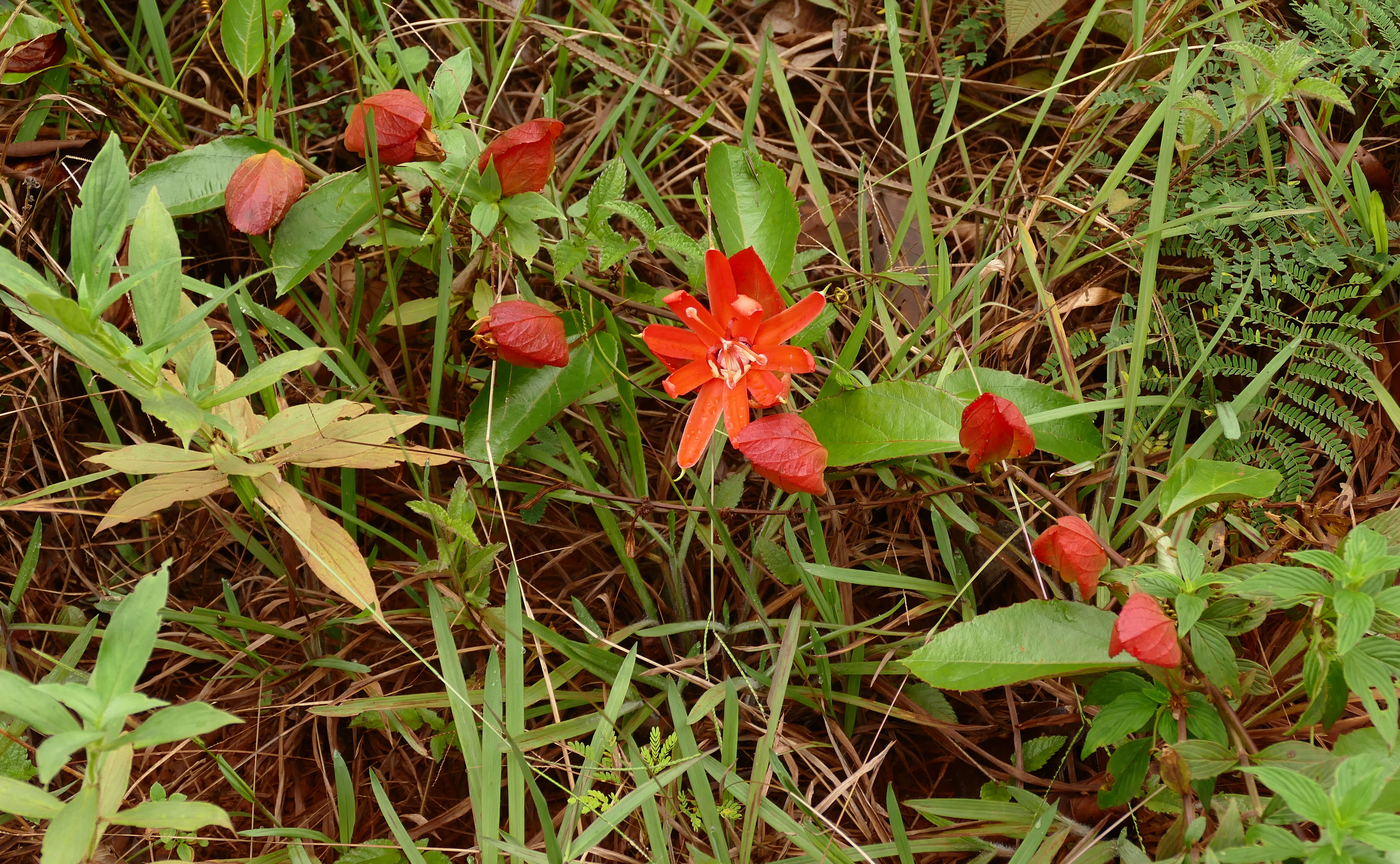 Image of scarlet passionflower