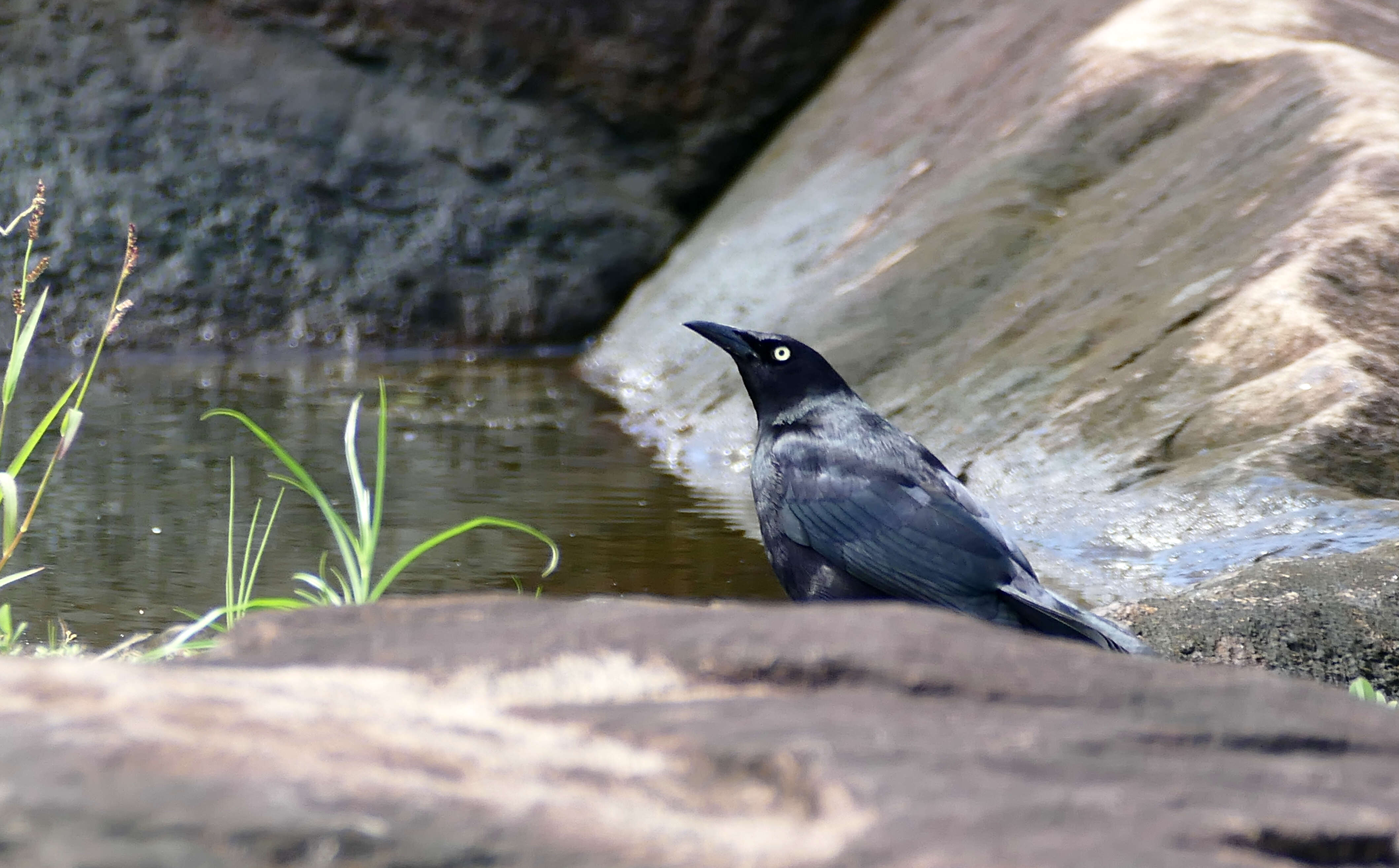 Image of Carib Grackle