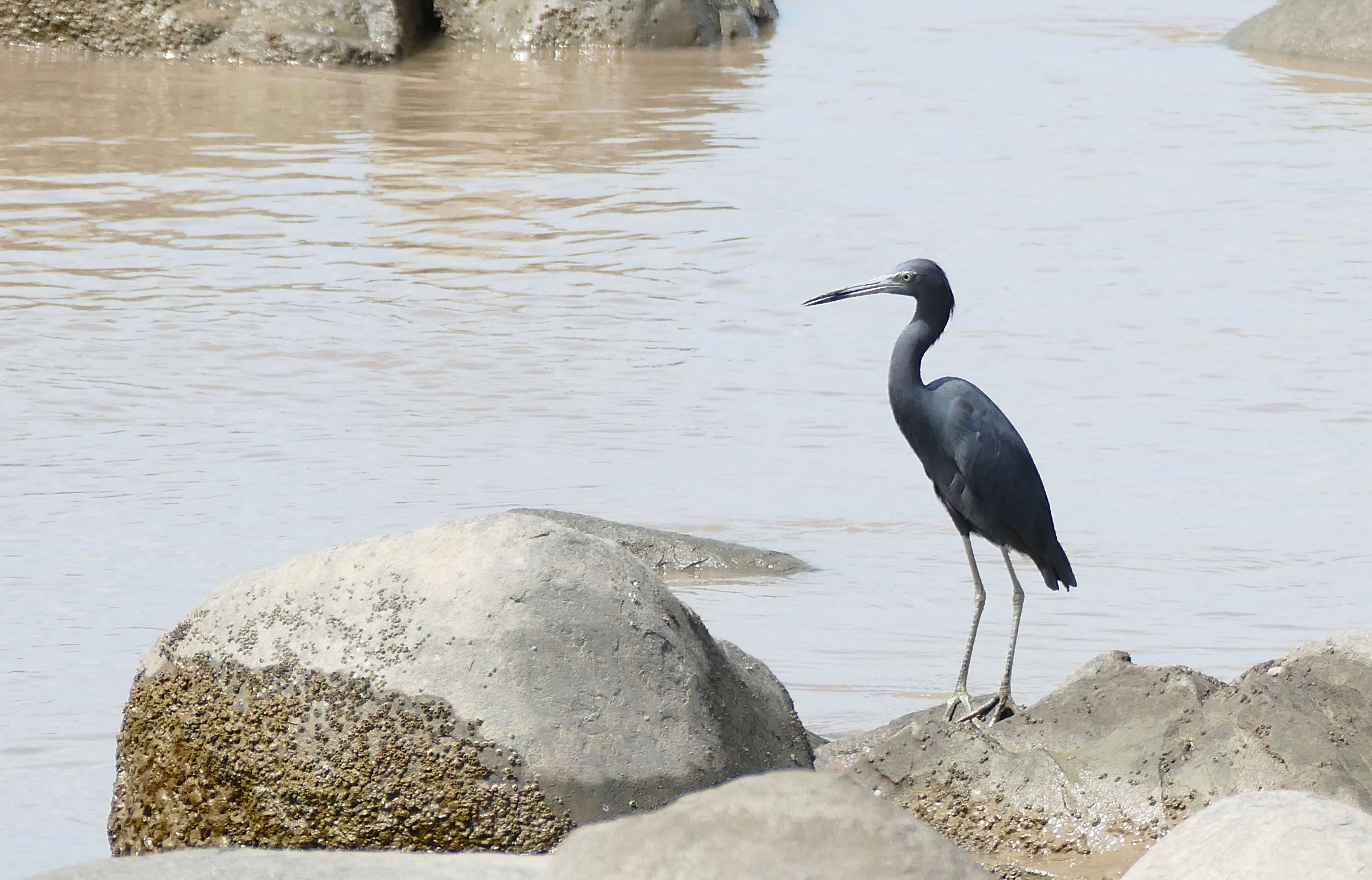 Image of Little Blue Heron