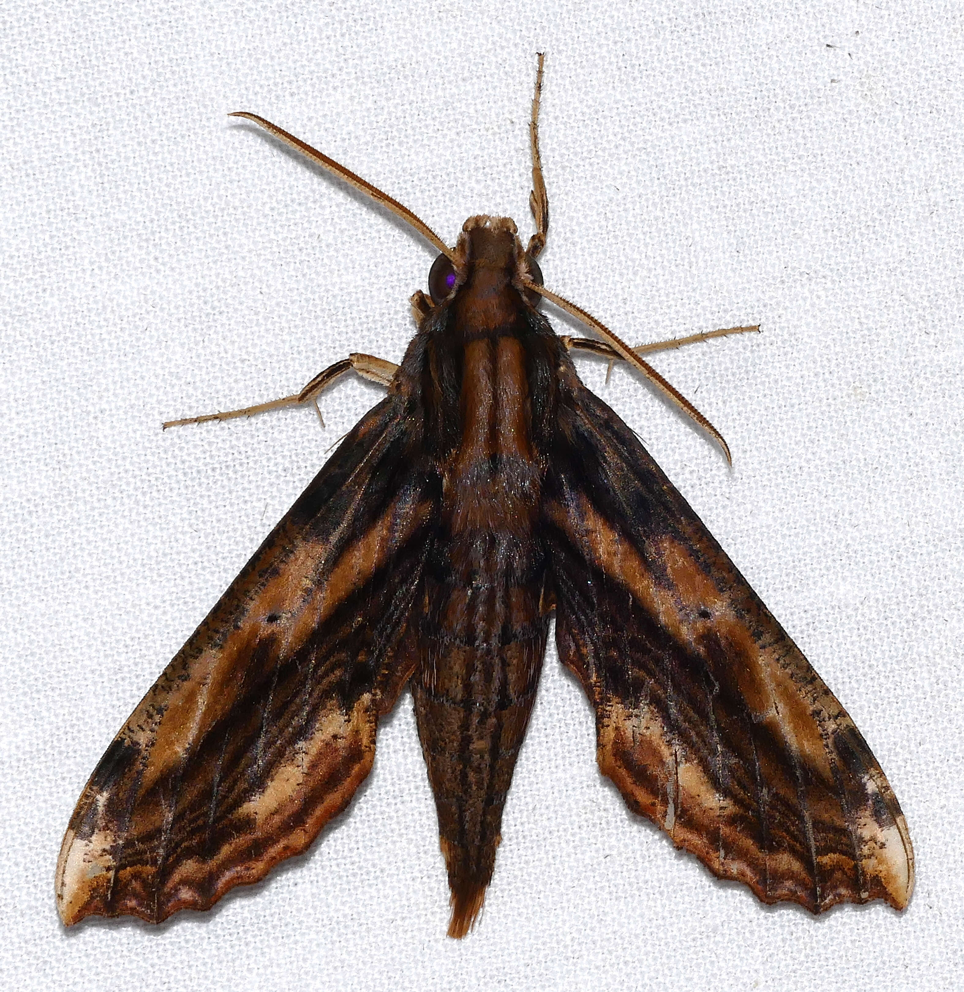 Image de Xylophanes guianensis (Rothschild 1894)