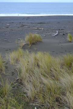 Image of Antipodean Fur Seal