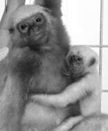 Image of Bornean Gibbon