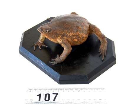 Image of Common Toad