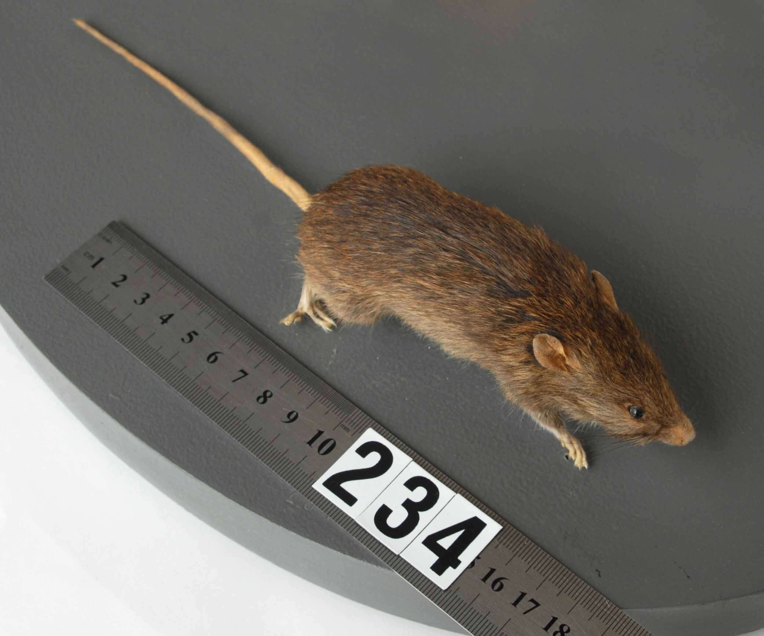 Image of Pacific Rat