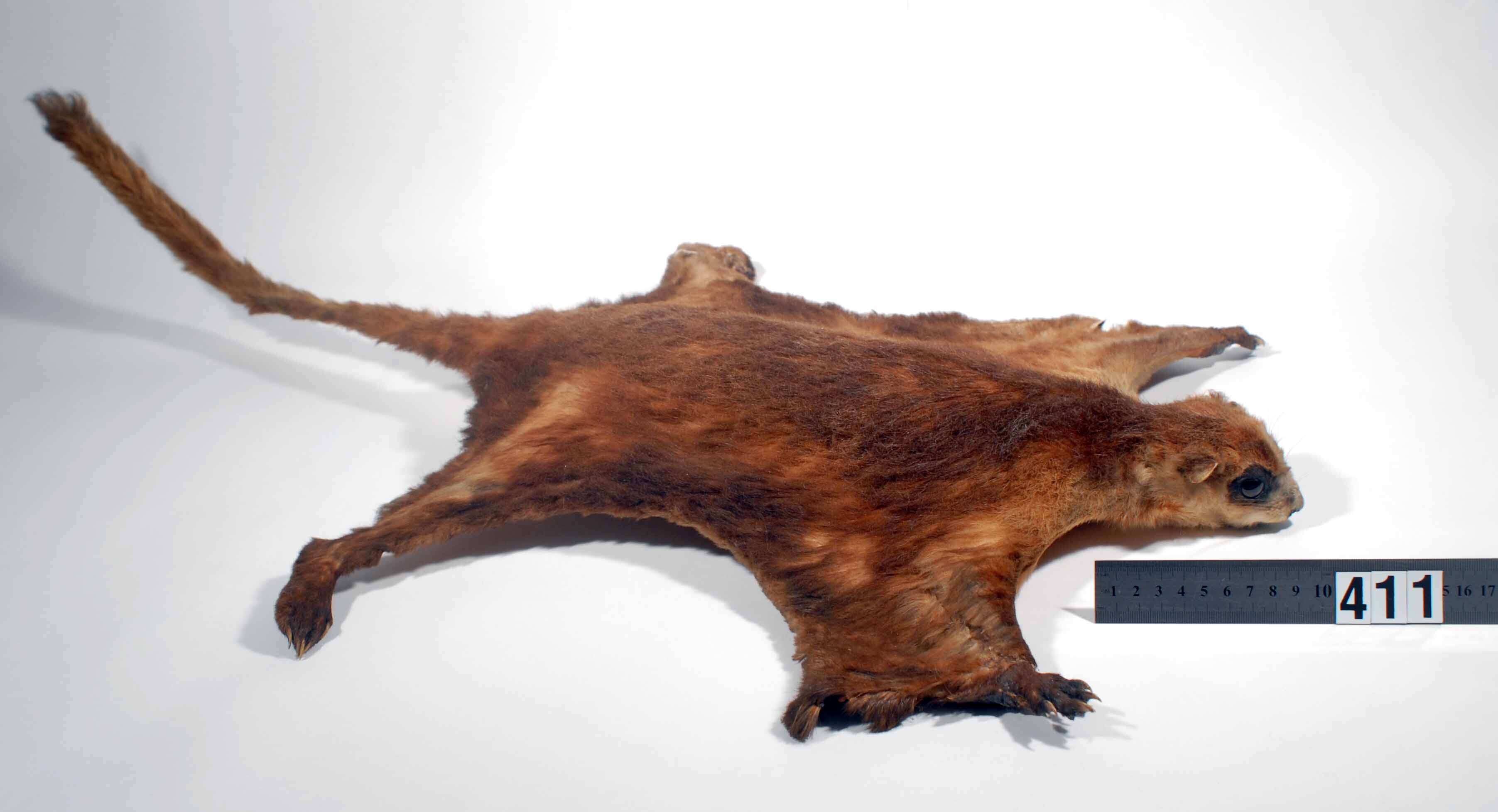 Image of Common Giant Flying Squirrel