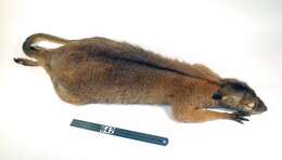 Image of Black-striped Scrub Wallaby