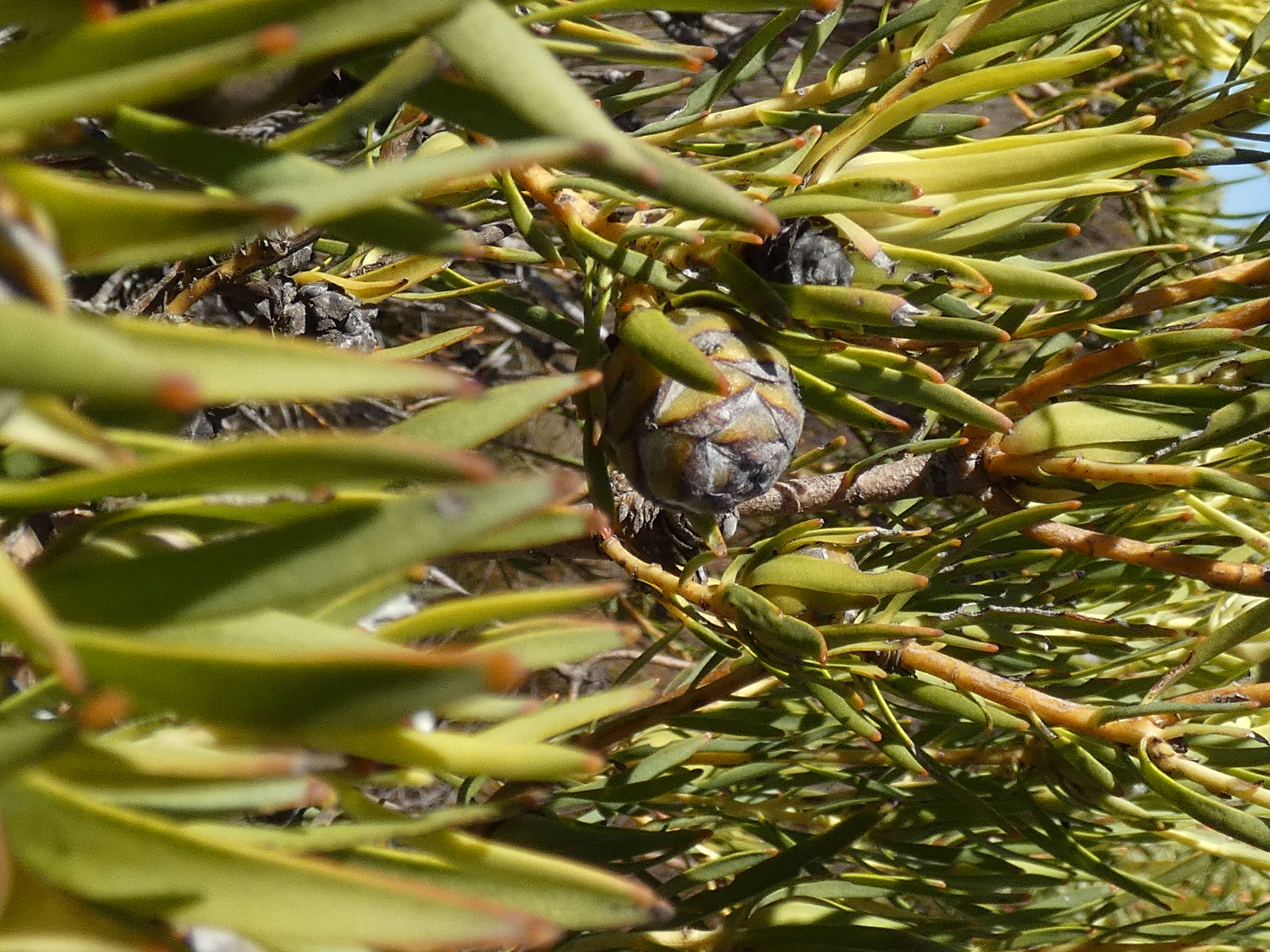 Image of Common Sunshine Conebush