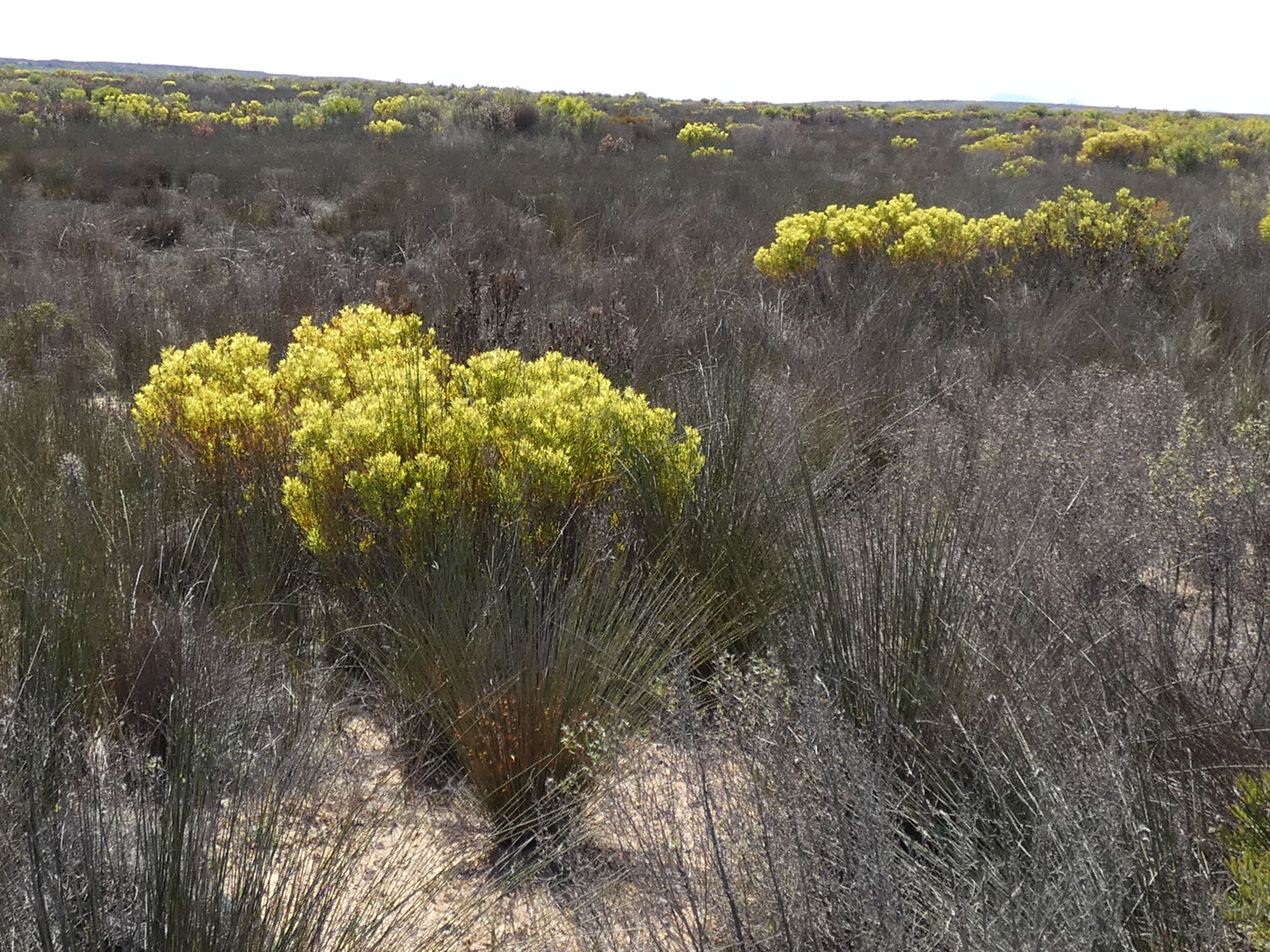 Image of Common Sunshine Conebush