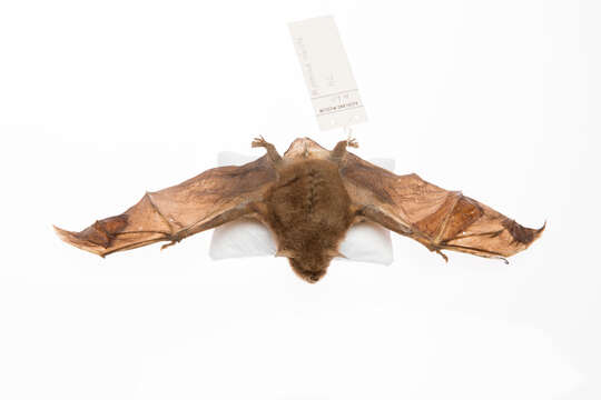 Image of New Zealand Greater Short-tailed Bat