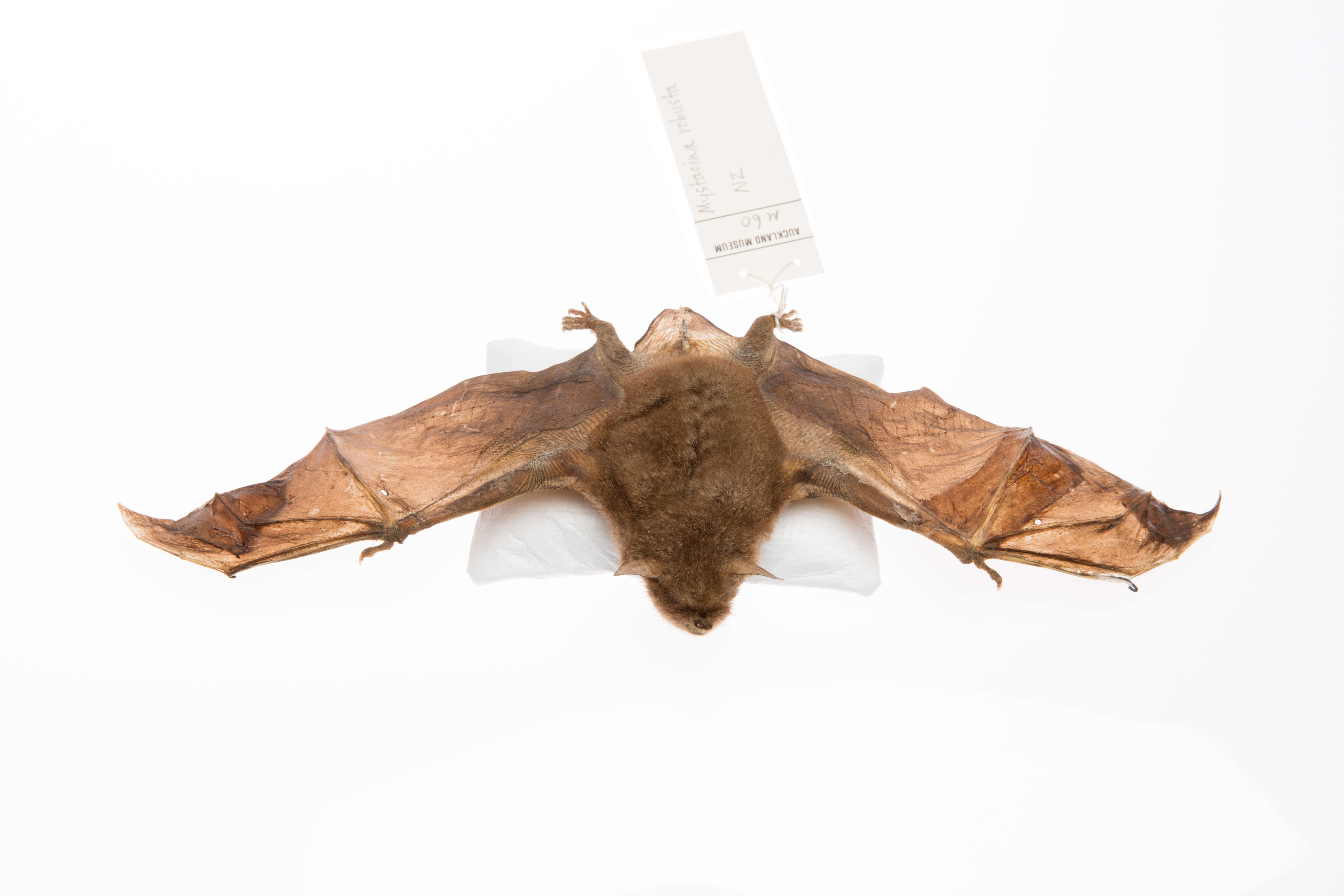 Image of New Zealand Greater Short-tailed Bat