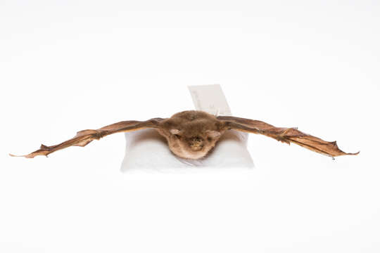 Image of New Zealand Greater Short-tailed Bat