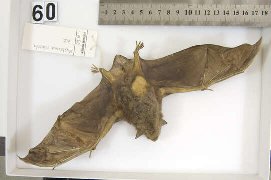 Image of New Zealand Greater Short-tailed Bat