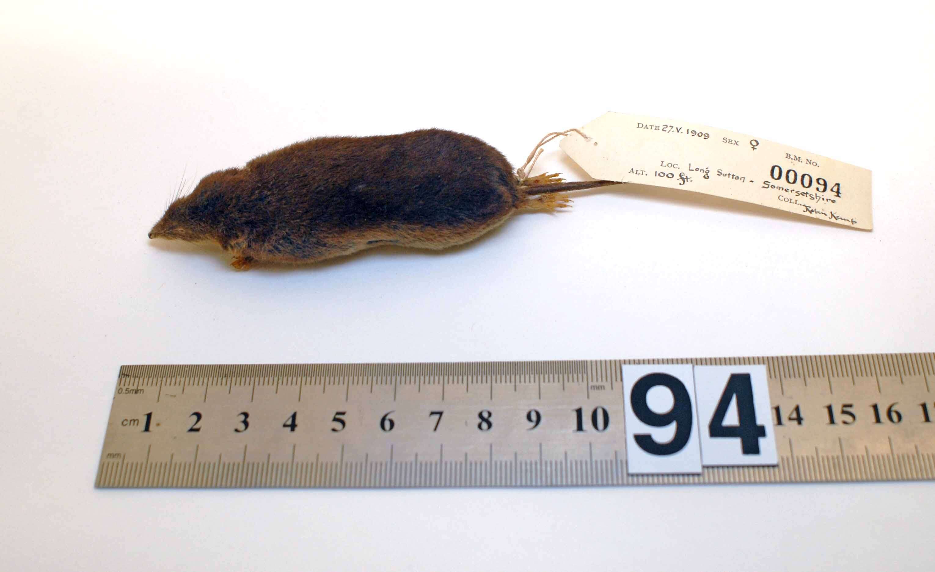 Image of Common Shrew