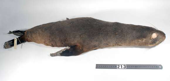 Image of Antipodean Fur Seal