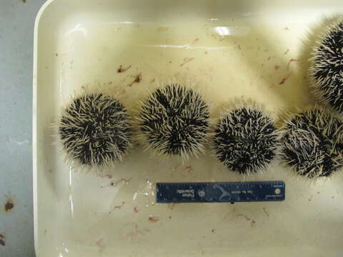 Image of Collector urchin