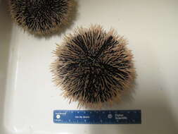 Image of Collector urchin