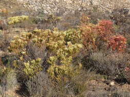 Image of Common Sunshine Conebush