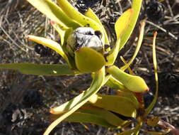 Image of Common Sunshine Conebush