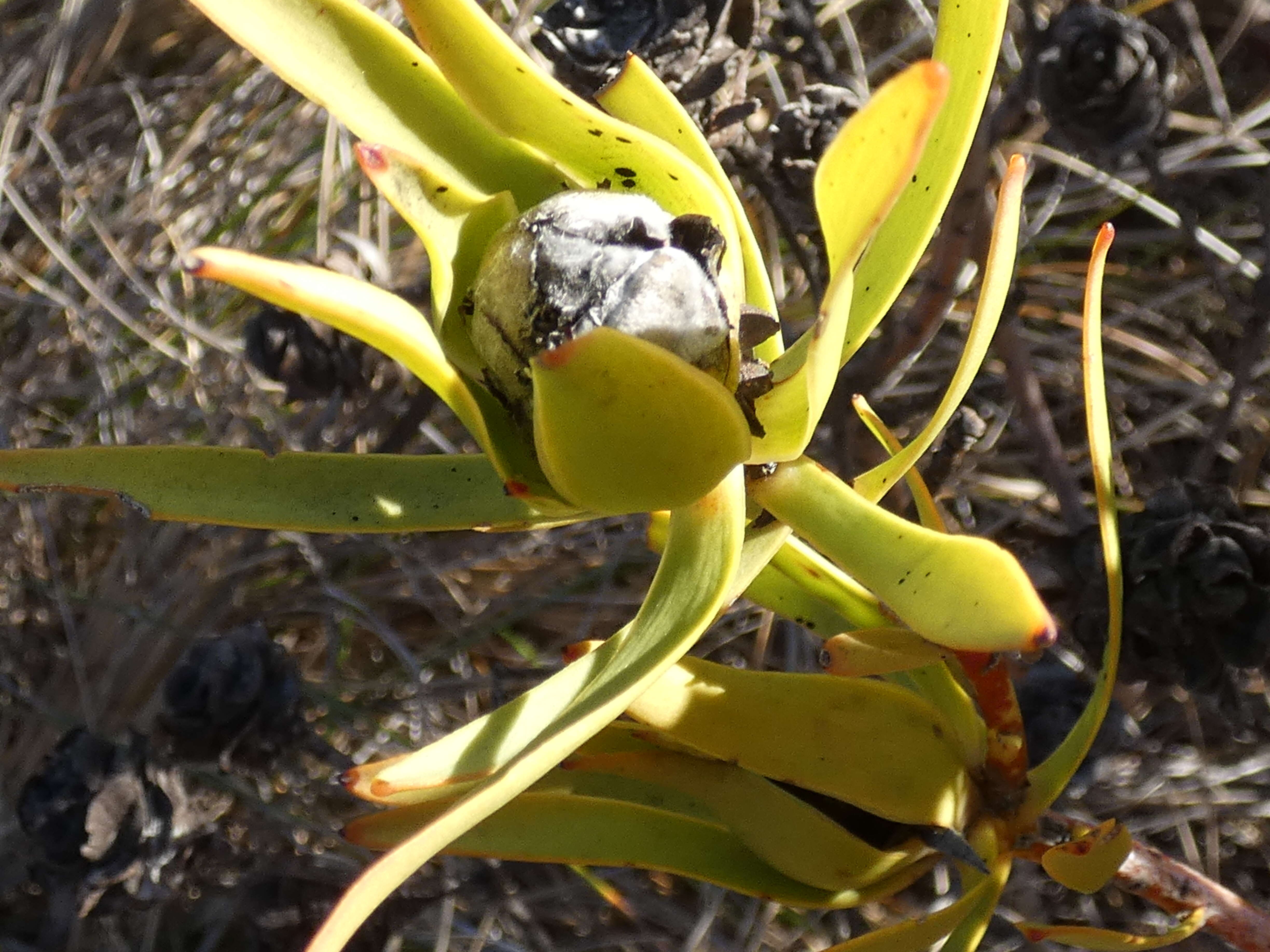 Image of Common Sunshine Conebush