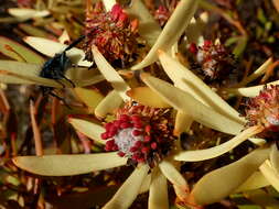 Image of Common Sunshine Conebush