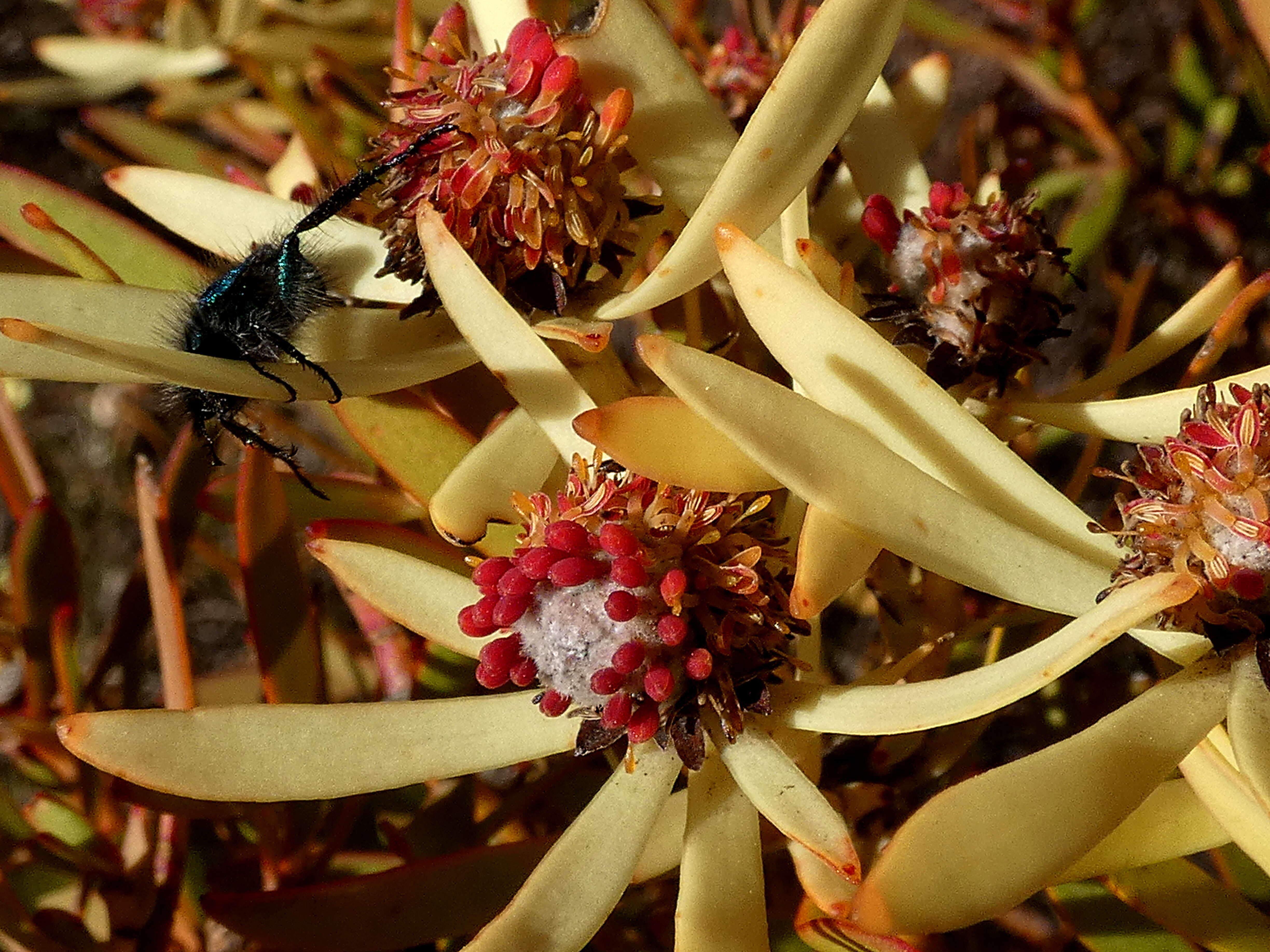 Image of Common Sunshine Conebush