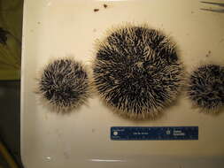 Image of Collector urchin