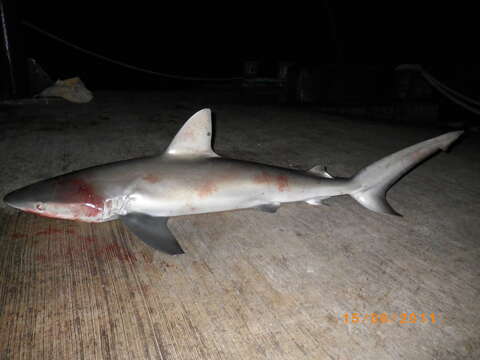 Image de Requin des Galapagos