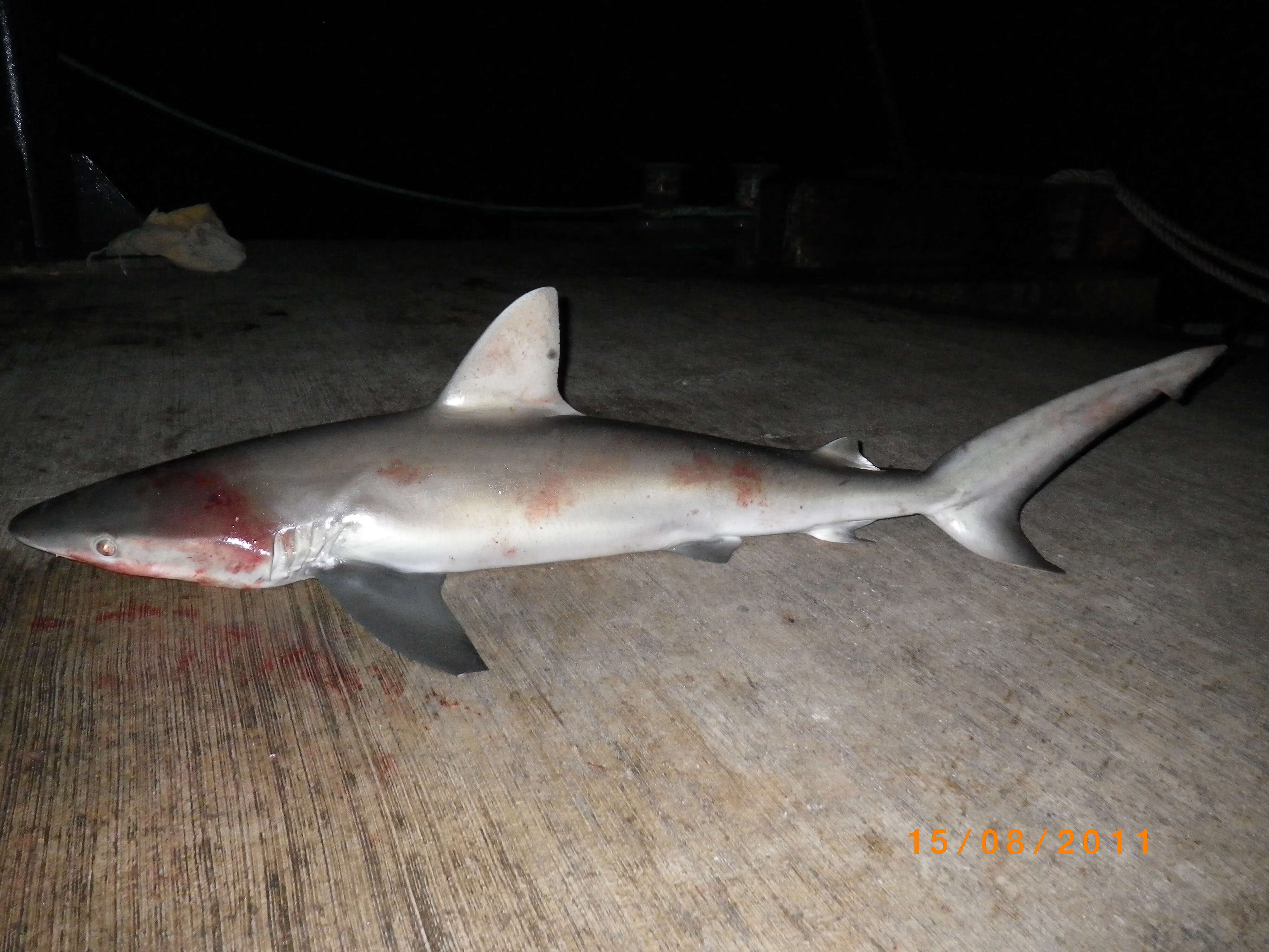 Image of Galapagos Shark