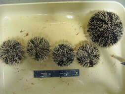 Image of Collector urchin