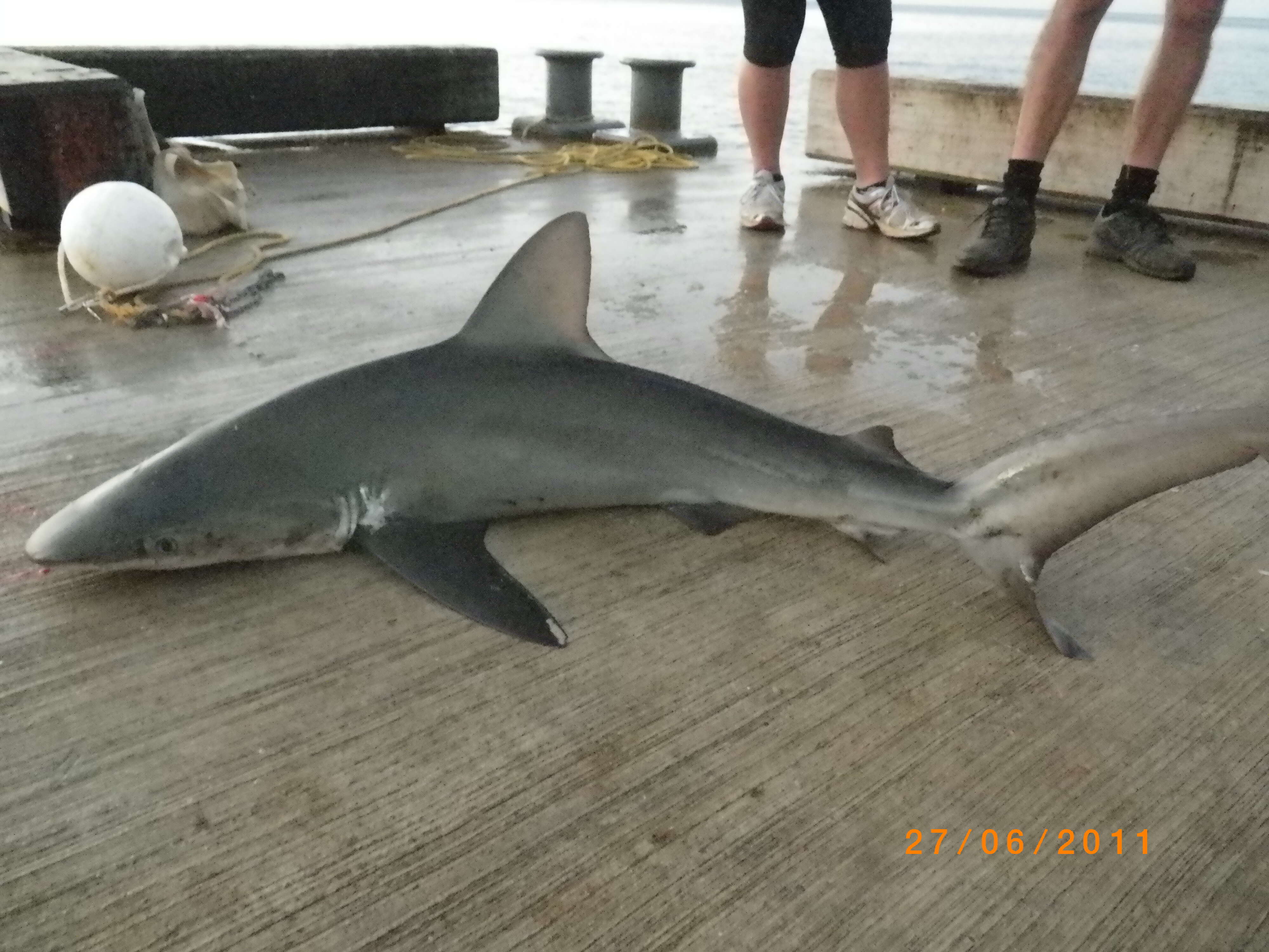 Image of Galapagos Shark