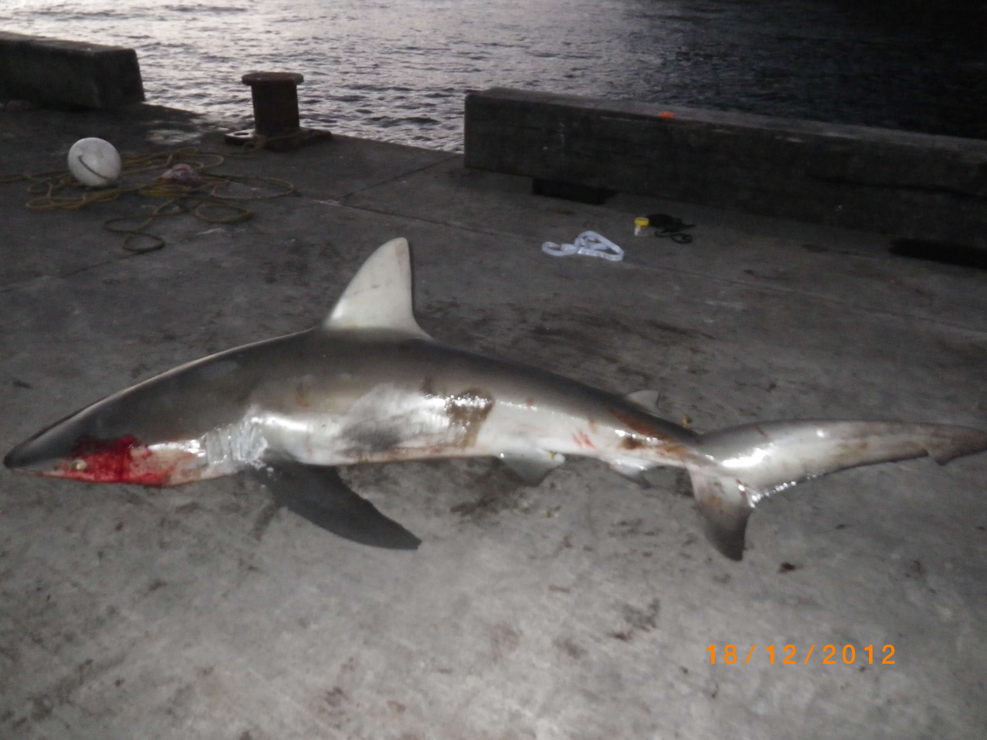 Image of Galapagos Shark